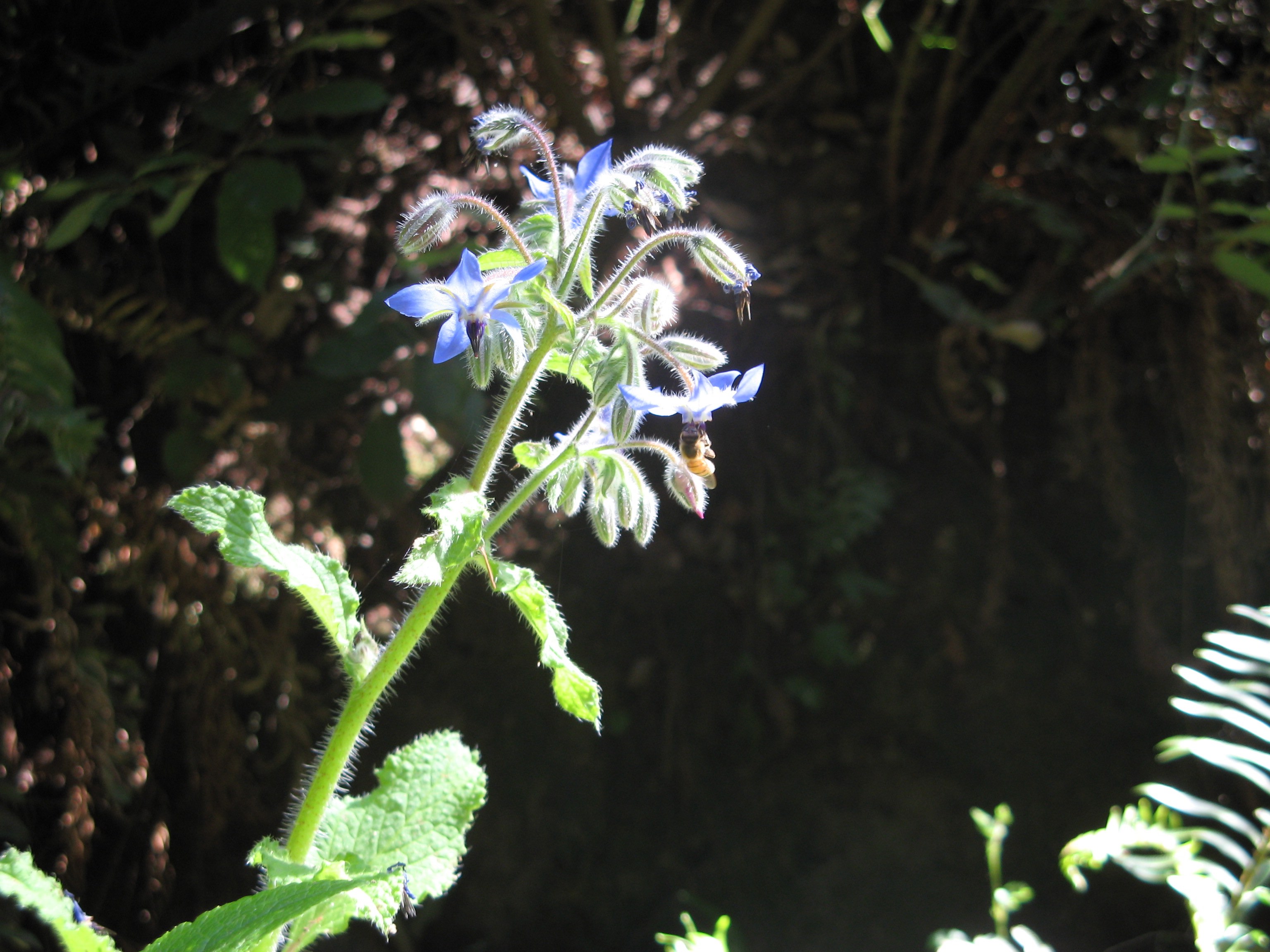 Borage with bee