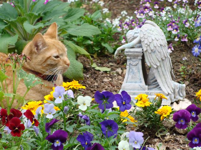 Dana Lavin-Tiger Lily