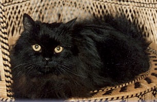 Pet Loss image Muffin 