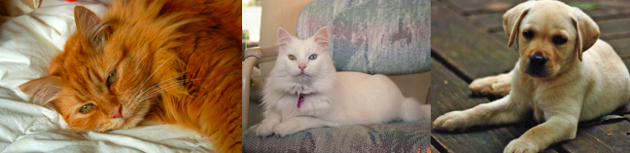 Collage-Griffie, MeiLing and Star