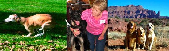 Dog collage Kima in middle