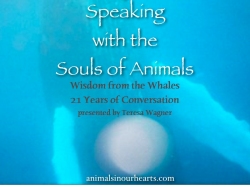 workshop-to-learn-about-whale-communication