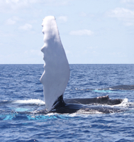 Whale-Pec-WD-08