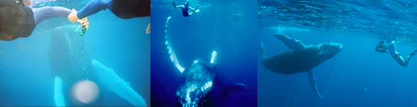 swim with the whales