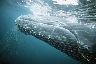 © Bryan & Cherry Alexander / SeaPics.com