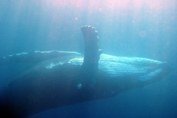 Whale-onback-copyright-Sierra-Goodman